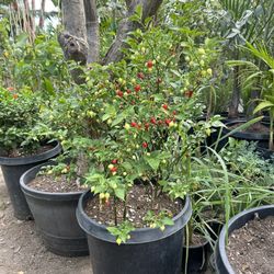 Chile Plant 