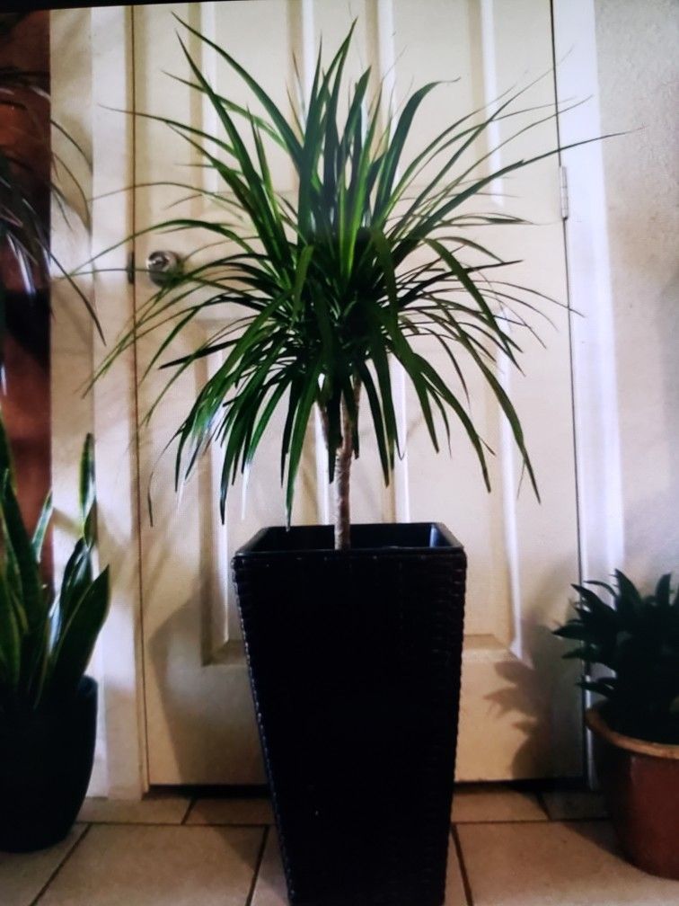 $39 Each Beautiful Plant