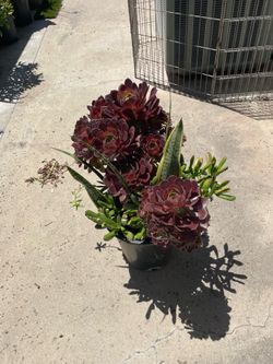 Plant Arrangement 5 Gallon