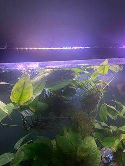 Fish tank plant