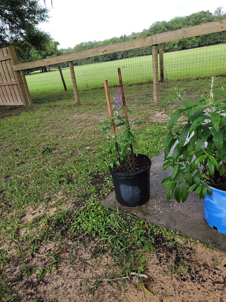 NANHO BLUE BITTERFLY BUSH BUDDLEIA