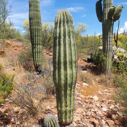 7ft Tall Cactus With Arm