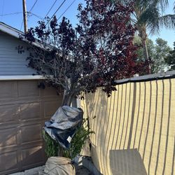 Purple Leaf plum Tree