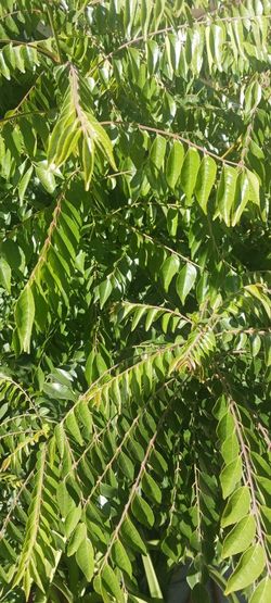 Curry Leaves