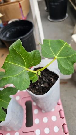 Celeste and LSU Purple rooted figs tree plants