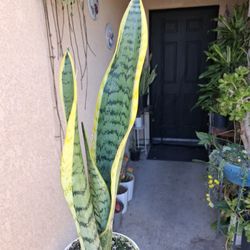 Small Snake Plant $12