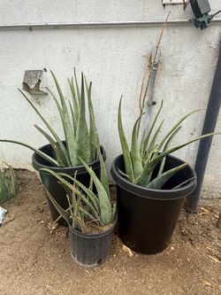 Aloa Vera plants