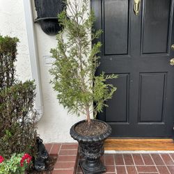 Large Natural Real Cypress in Black Pedestal Resin Planter Pot Urn Vase Entryway Plant Centerpiece Landscape Real Tree Sculptural 