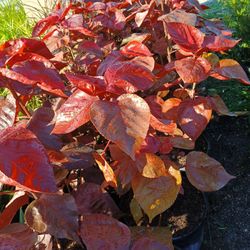 Red Copper Leaf Plants 7gl $16🌿💚
