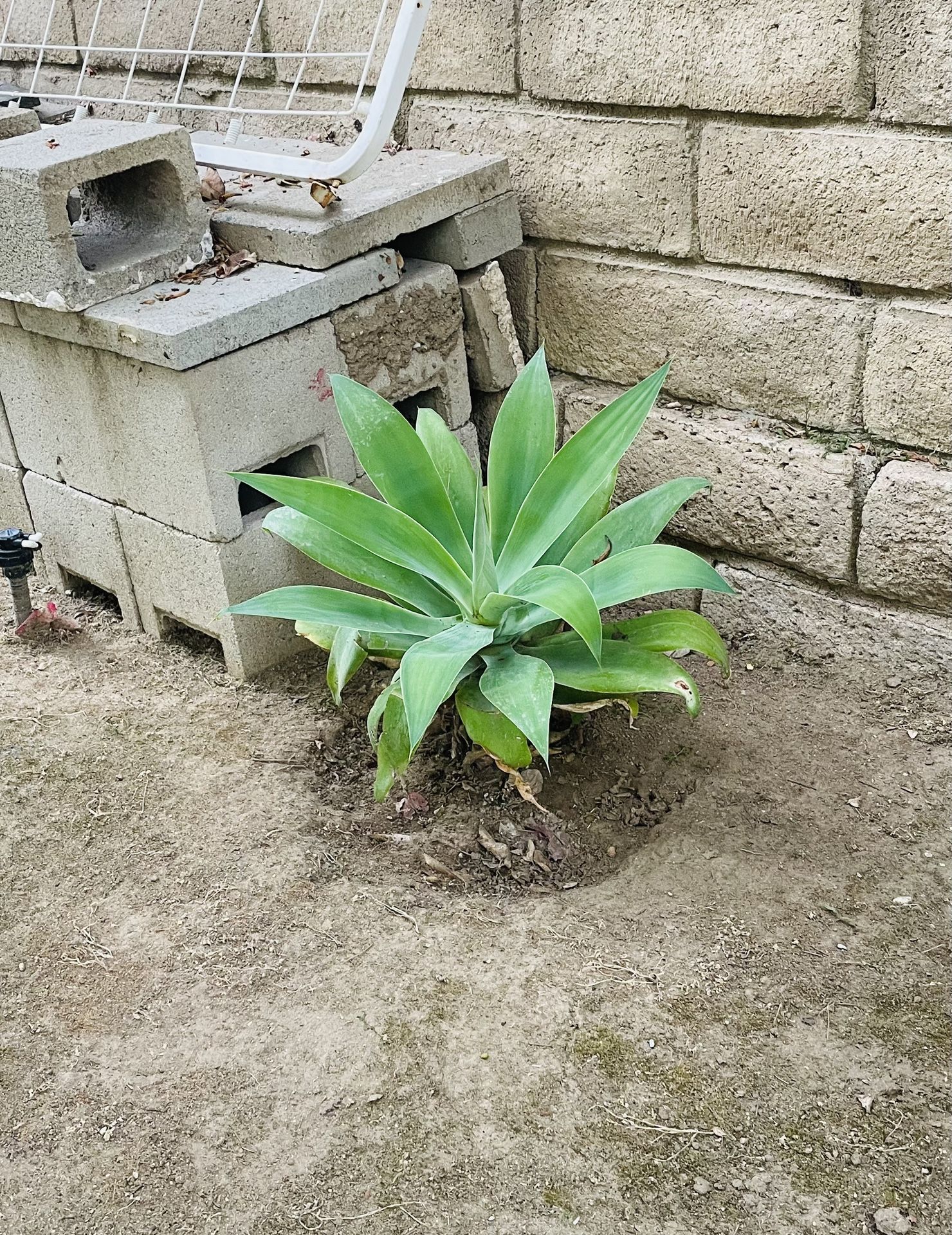 Agave Plant