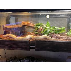 50 gallon front opening double door aquarium for reptiles