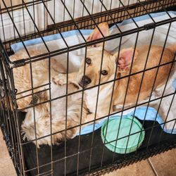 Small Dog Crate