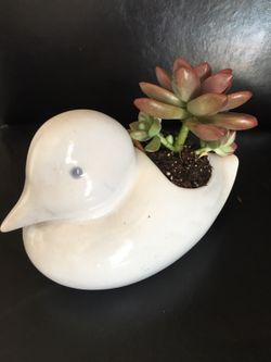 Real live succulents make great gifts