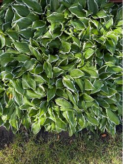 Hosta and sedum plants