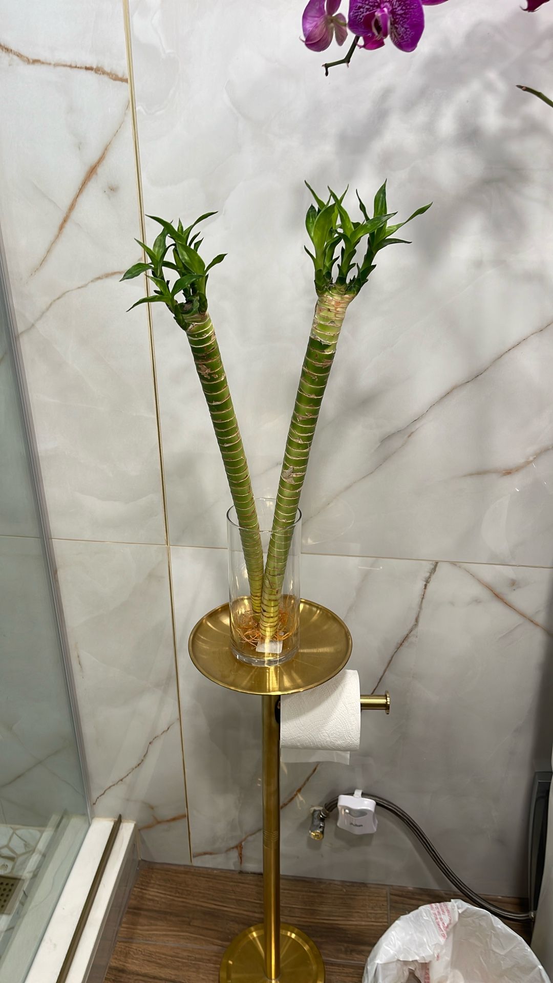 Lucky, Bamboo plant