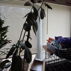 4ft Rubber Tree 