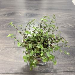 Baby Blue Tears Plant In Pot Growing Climbing Very Cute 