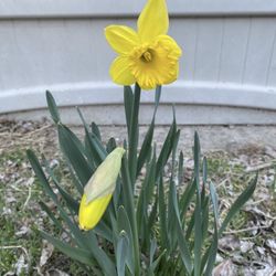 Outdoor Flowers - YELLOW DAFFODILS 