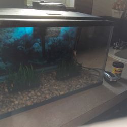 10 Gallon Tank