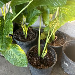 Elephant Ear Plants 