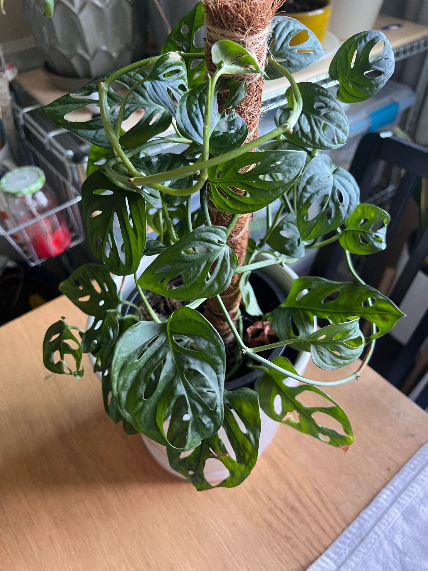 monstera adansonii swiss cheese plant with pot