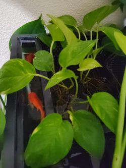 Pothos plant