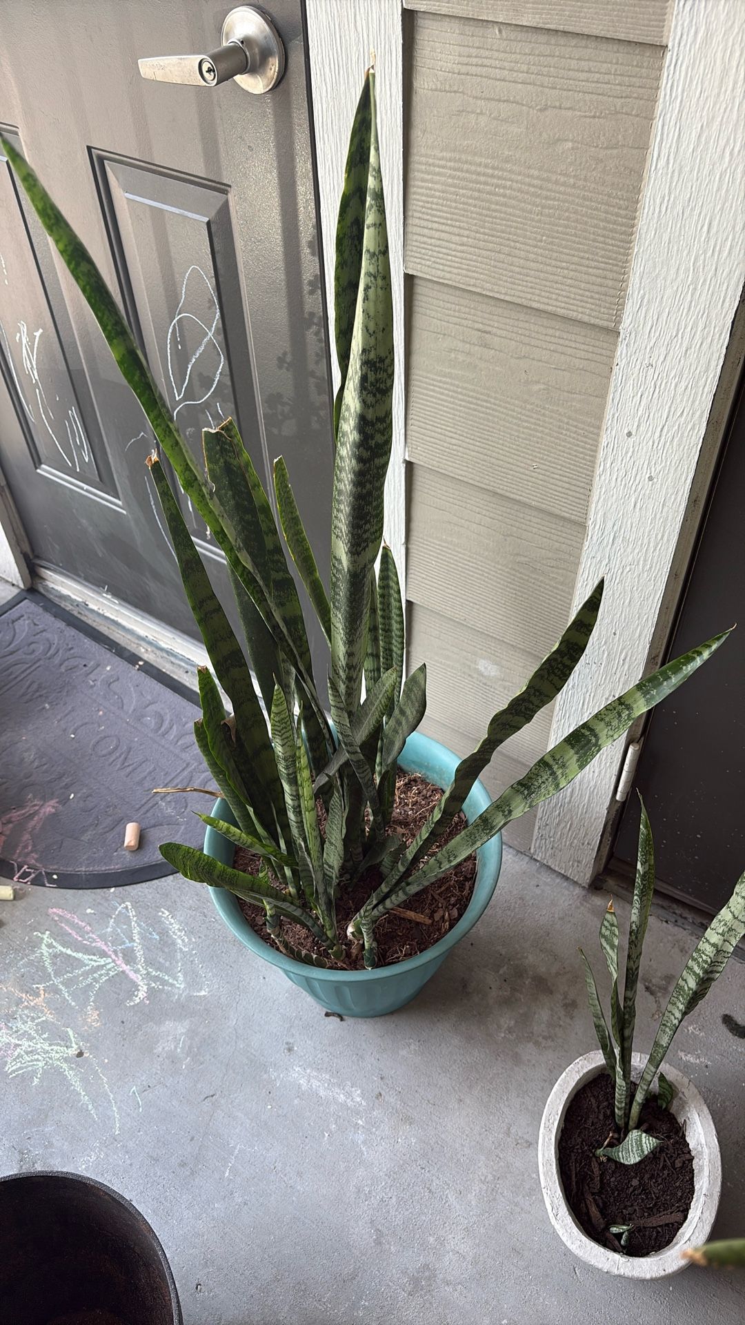 Snake Plant