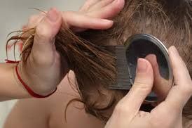 Hair Lice Treatment Comb
