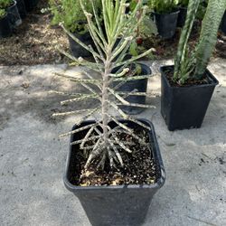 Kalanchoe Plant / succulent 