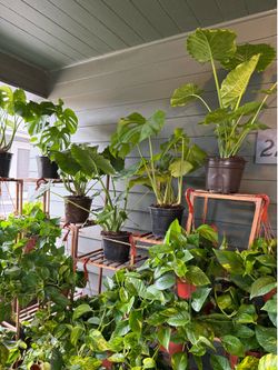 Large Selection of Beautiful Houseplants Available!
