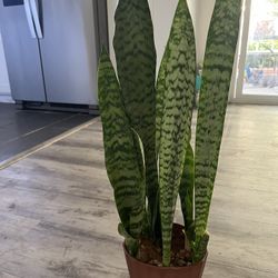 Snake plant