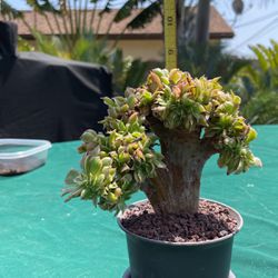 Cool  Succulent   Bonzii