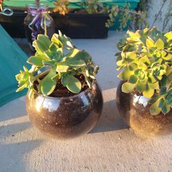 Beautiful Plants
