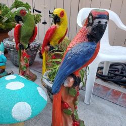 Parrot for sale