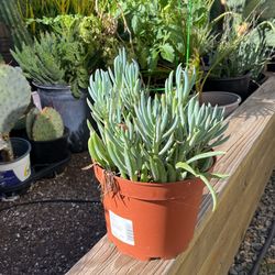 Ground cover