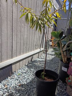 Small peach tree