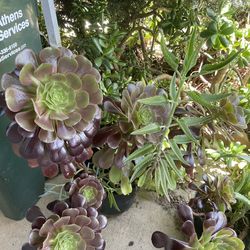 Spring Outdoor Mature Plants Cactus Aloe Agave Succulents