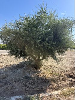 Free Olive trees