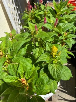 5 Flowering Celosia Plants in 3-Gallon Container – Yellow & Pink Blooms