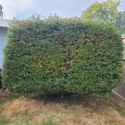  2 Boxwoods Free