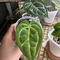 Anthurium Carla x Pap F3 x Crystallinum 