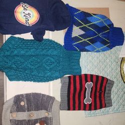 Small Dog. Chihuahua  