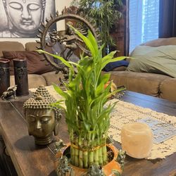 Lucky Bamboo Plant With Frog Pot