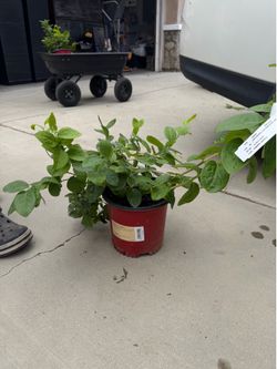 Blueberry Plants Available – Southern Highbush Varieties