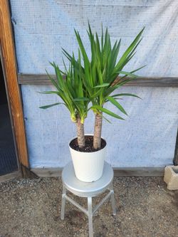 Yucca Plant 10" Nursery Pot