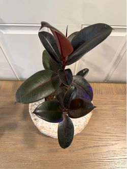 Rubber Ficus Elastica Burgundy