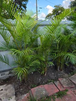 arecas and podocarpus About 5  feet tall over the pot Instant privacy Hedge for fence green full