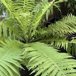 Zinnia Or Cosmo Flower Monarch Butterfly Attraction Flowers 