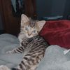 Kylee