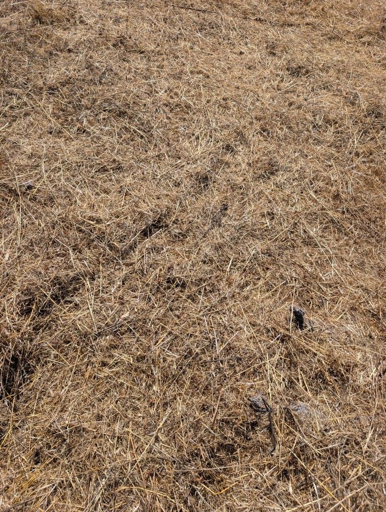 Free Hay